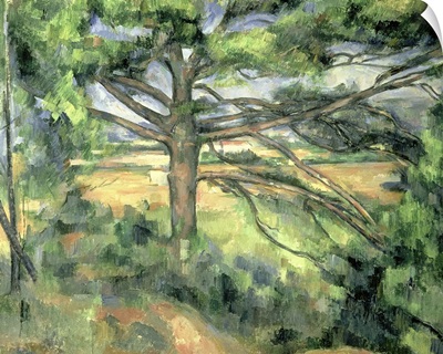 The Large Pine, 1895 97