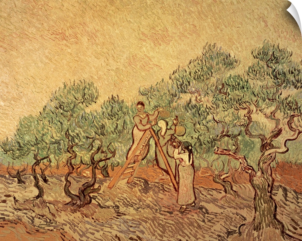 XJL61068 The Olive Grove, 1889; by Gogh, Vincent van (1853-90); oil on canvas; 73x92.1 cm; National Gallery of Art, Washin...