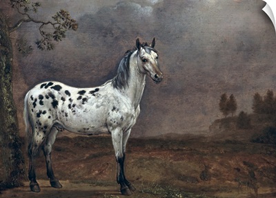 The Piebald Horse, 1653