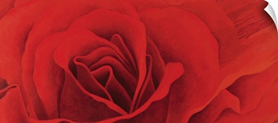 The Rose, in the Festival of Light, 1995