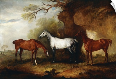 Three Hunters belonging to Robert Myddelton-Biddulph