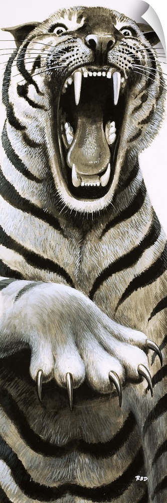 Tooth and Claw. Close up of a Tiger. Original artwork for "Look and Learn," issue 529, 4 March 1972.