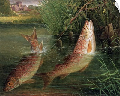 Trout at Winchester