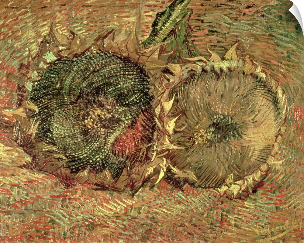 A piece of classic artwork that has two drawn sunflower heads that lay on the ground.