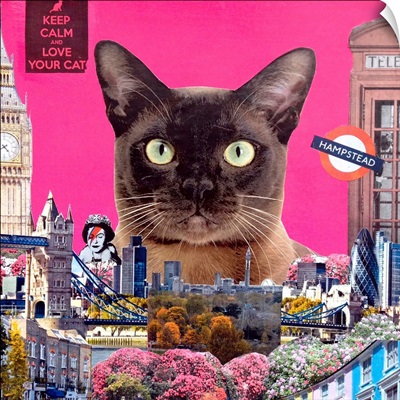 Urban Cat, 2015