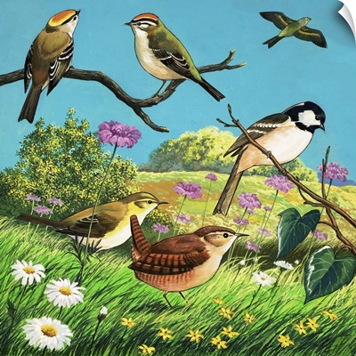 Variety of Garden Birds, including Wrens and Chickadees
