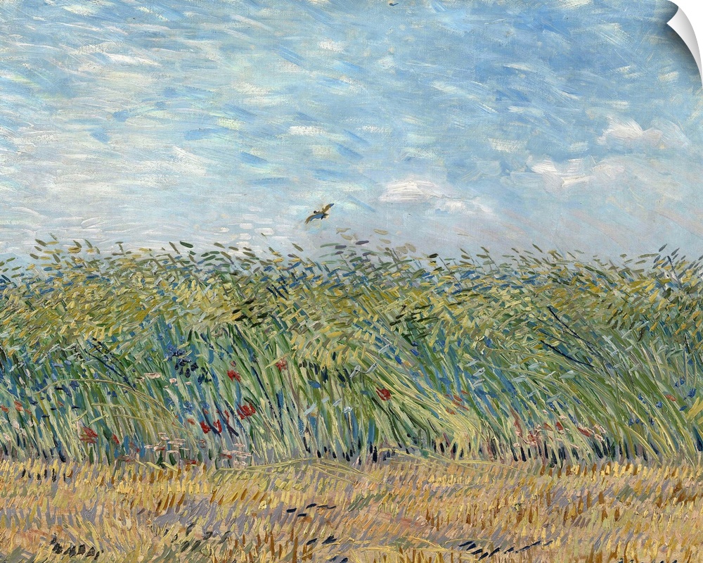 Wheatfield with Partridge, 1887, oil on canvas.  By Vincent van Gogh (1853-90).