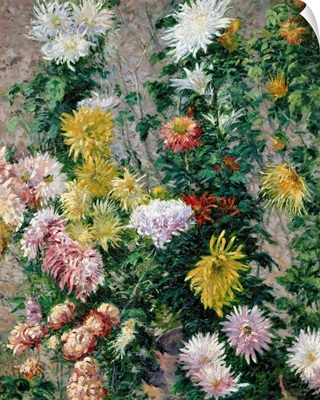 White and Yellow Chrysanthemums, 1893