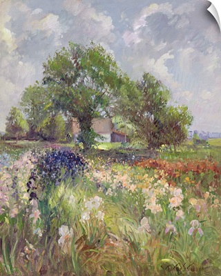 White Barn and Iris Field, 1992
