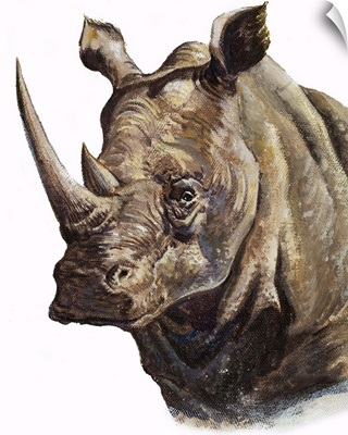 White Rhinoceros, 1980
