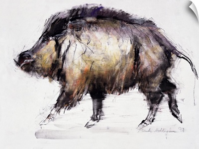 Wild Boar, 1999