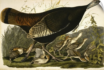Wild Turkey, Engraved By William Home Lizars