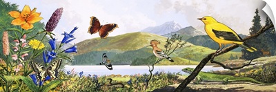 Wildlife of Central Europe, illustration from 'Nature's Wonderland', 1970