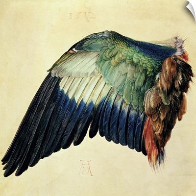 Wing of a Blue Roller, 1512