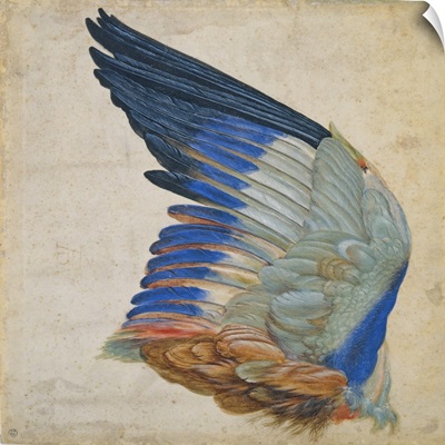 Wing of a Blue Roller, copy of an original by Albrecht Durer of 1512