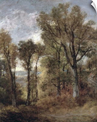 Woodland View In Suffolk