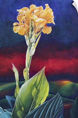 Yellow Canna Lily, 1991