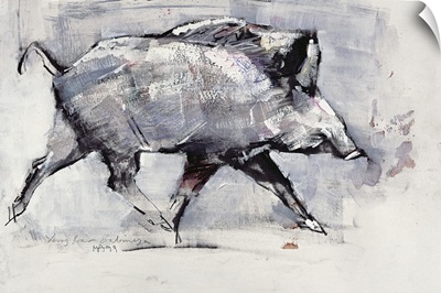 Young boar, Bialowieza, Poland