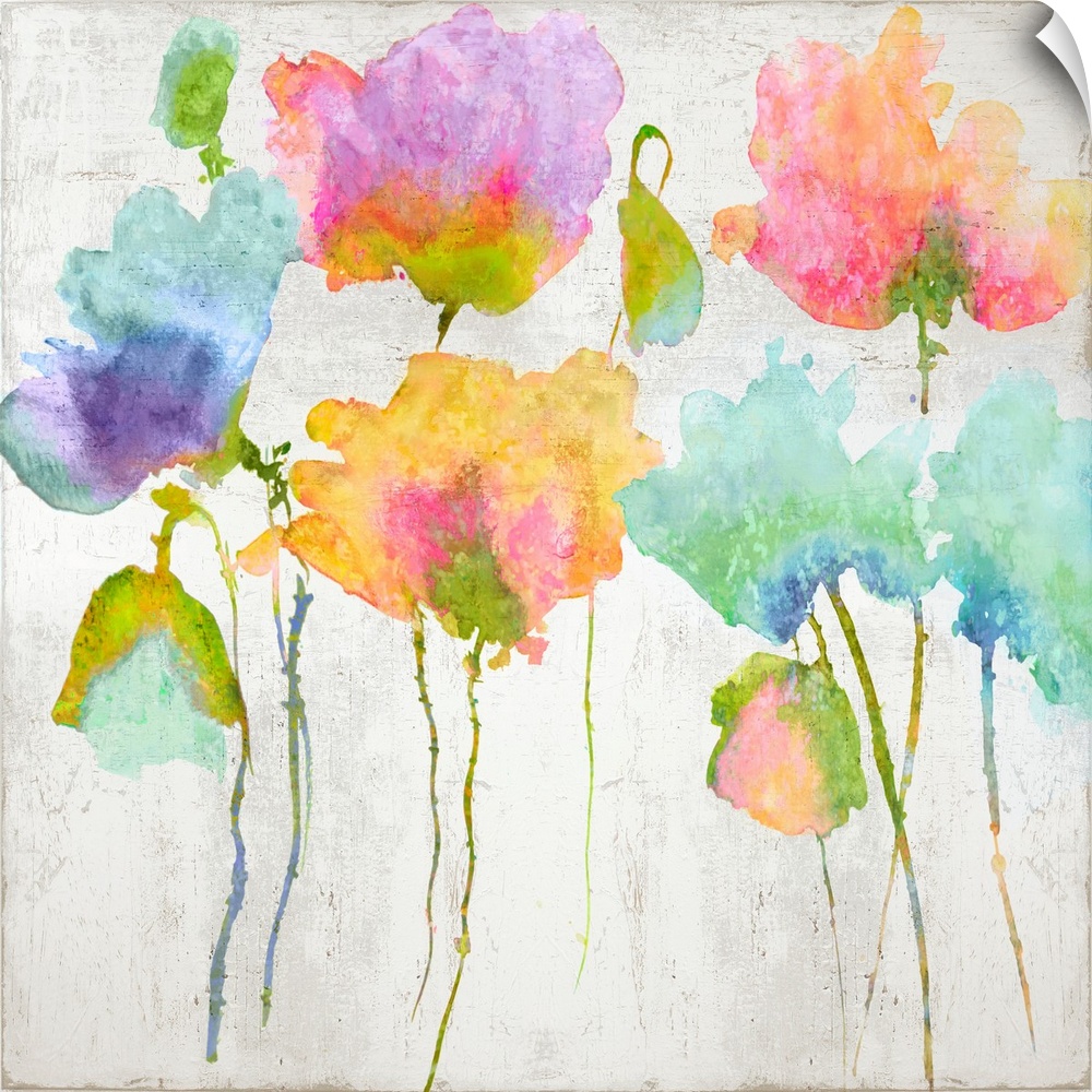 Colorful watercolor poppies against a distressed white background.