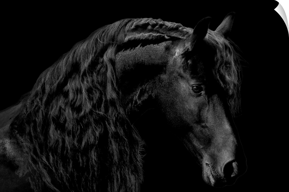 Photograph of a solemn black stallion against a black background.