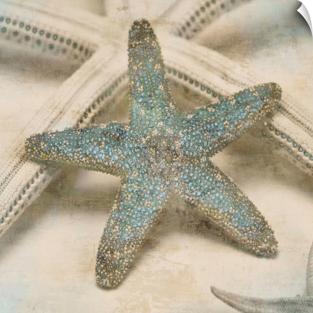 Square decor with cream and tan starfish that have teal highlights.