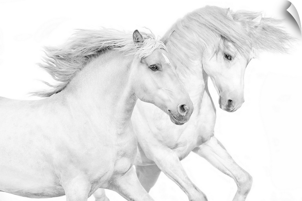 Photograph of galloping white horses against a white background.