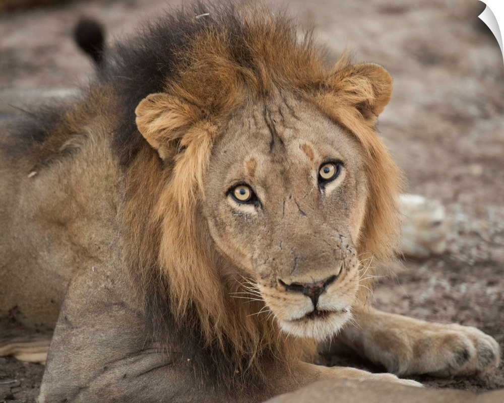 Wildlife photograph of a lion starring with wide eyes.