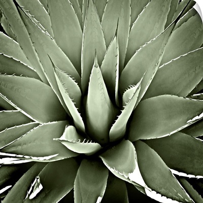 Green Succulent III