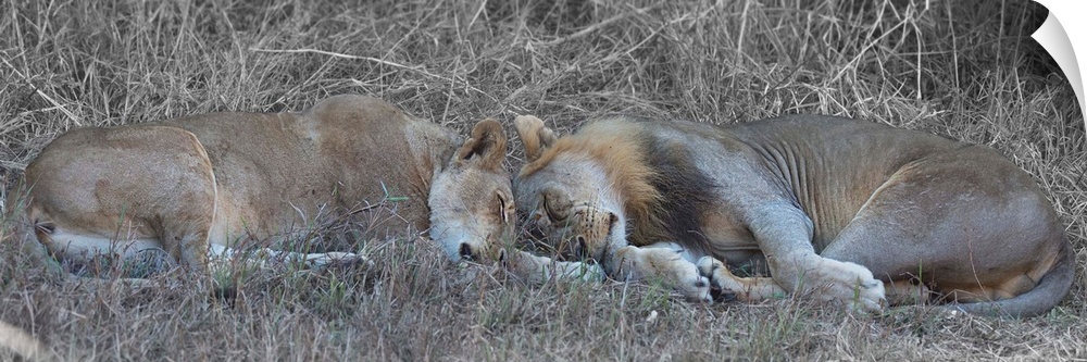 Panoramic photograph of a lion and lioness sleeping on the ground head to head.