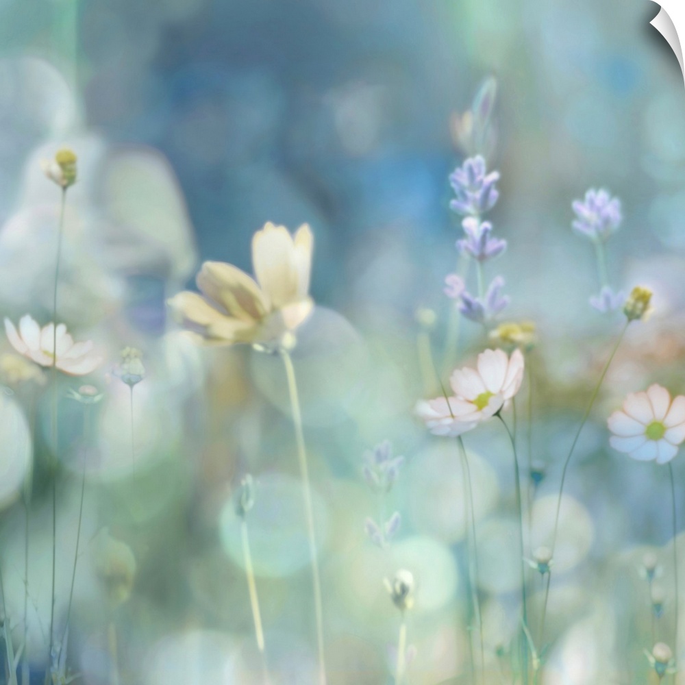 Square photograph of wildflowers in pastel colors with a bokeh effect.