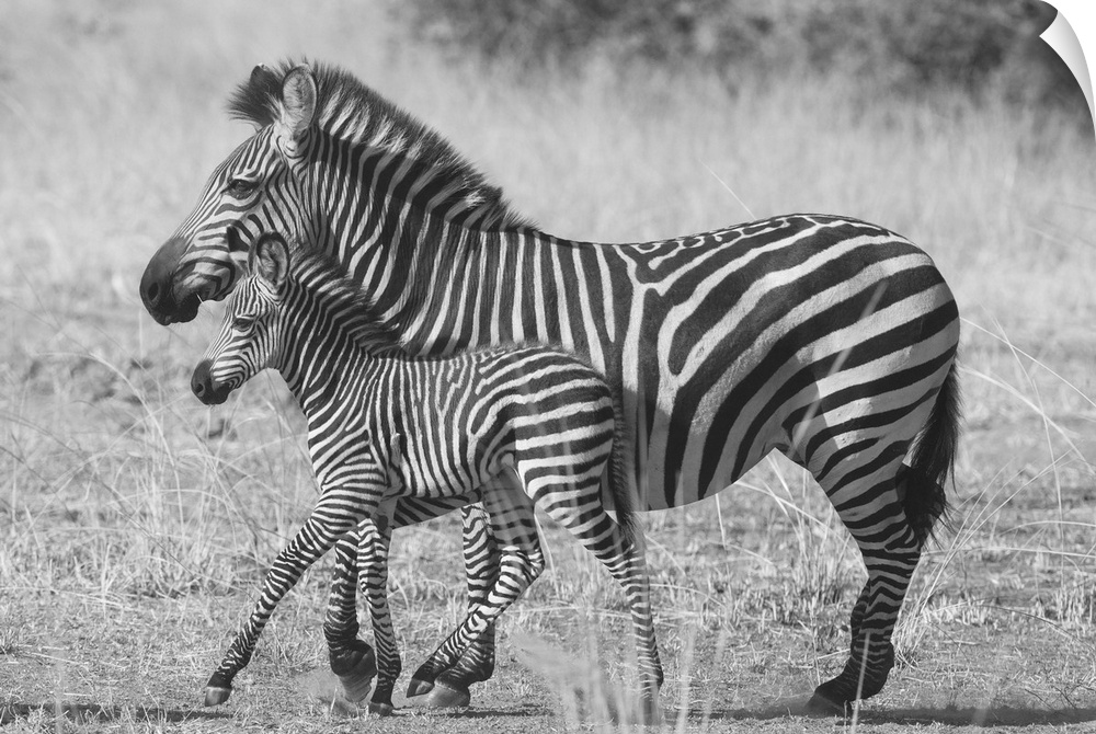 Black and white photograph of a mother and baby zebra walking side by side.