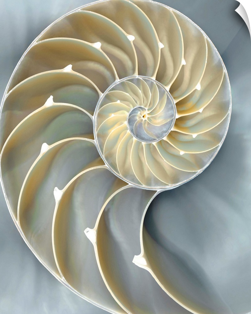 Dreamy illustration of a nautilus shell in cream, tan, and blue hues.