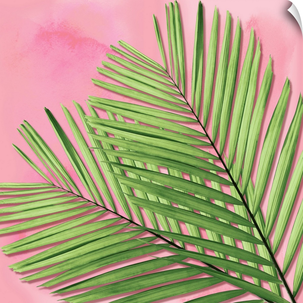 Palm on Pink I