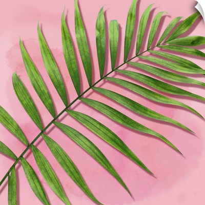 Palm on Pink II