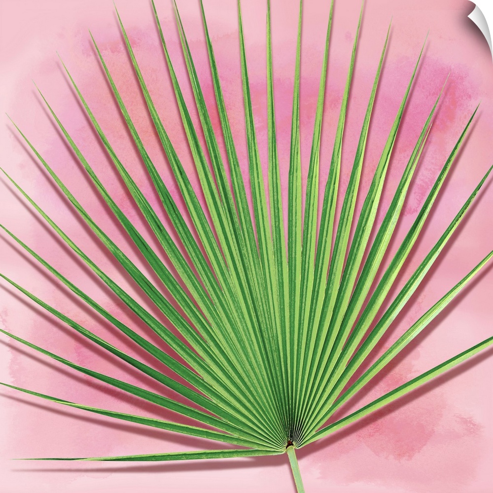 Palm on Pink III