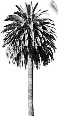 Palm Tree II