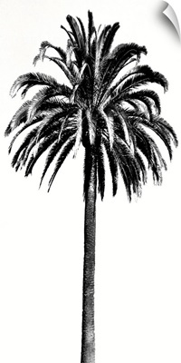 Palm Tree III