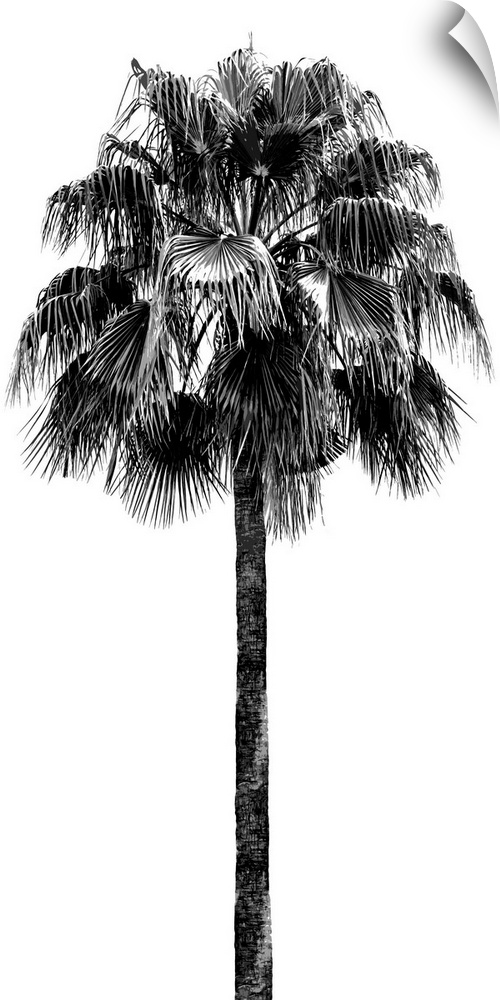 Palm Tree IV