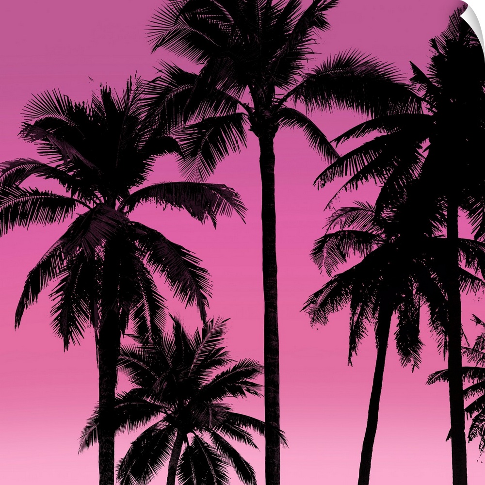 Palms Black on Pink I