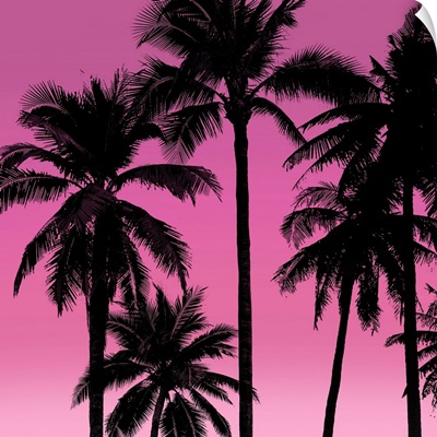 Palms Black on Pink I