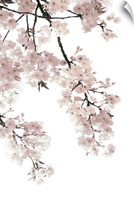 Pink Blossoms on White I