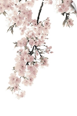 Pink Blossoms on White II