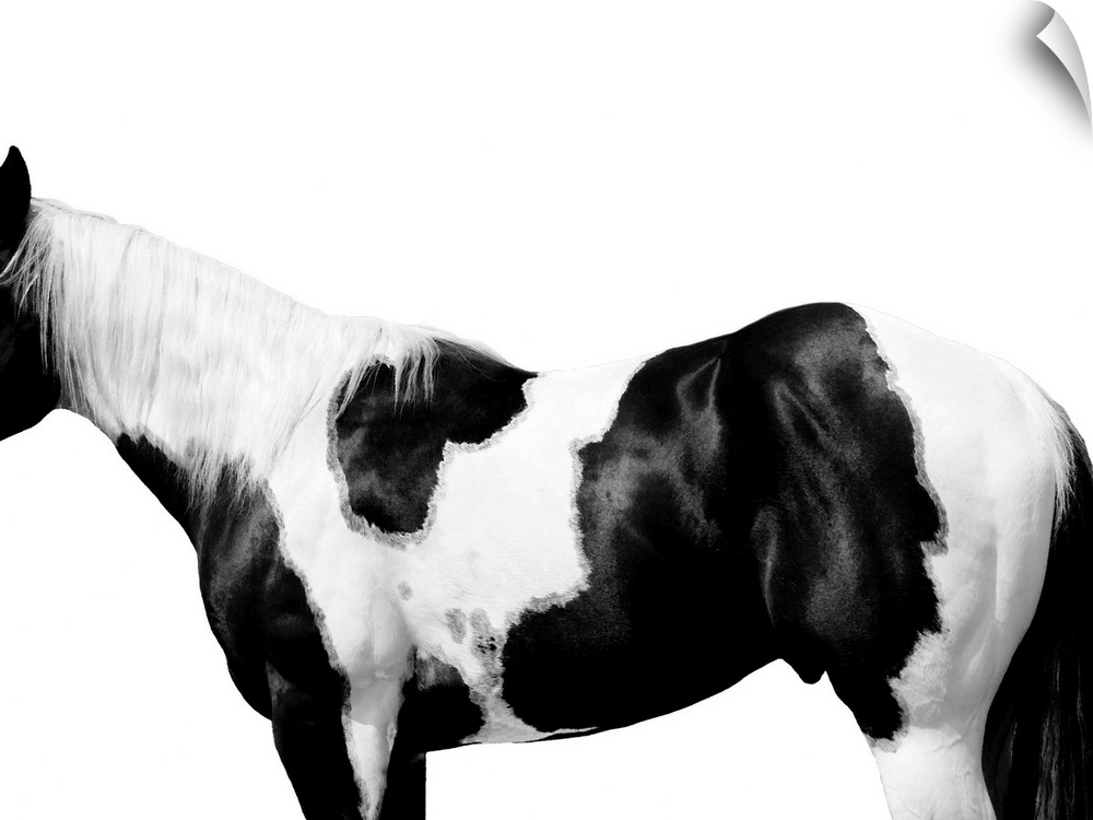Black and white image of a spotted Pinto horse on a white background.