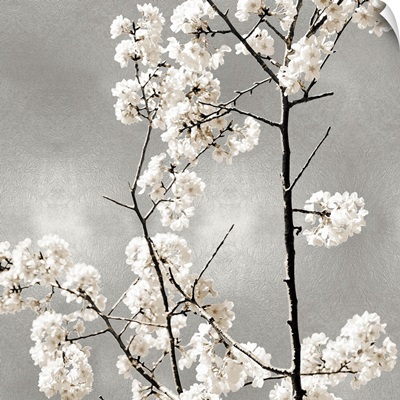 Silver Blossoms II