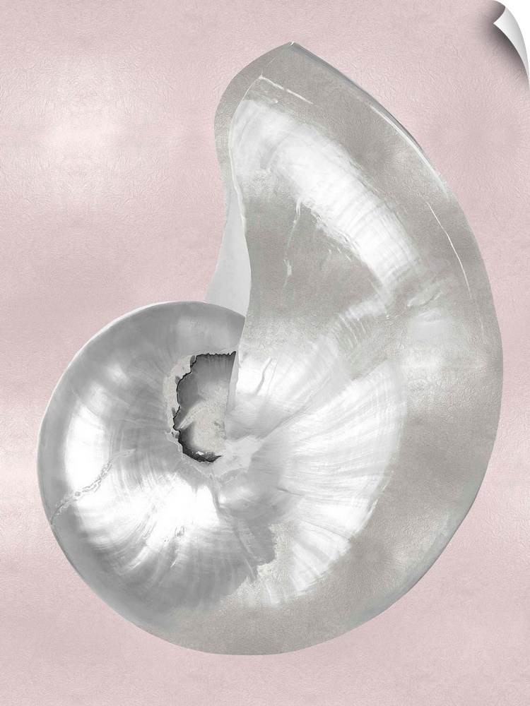 Silver Shell on Pink Blush I