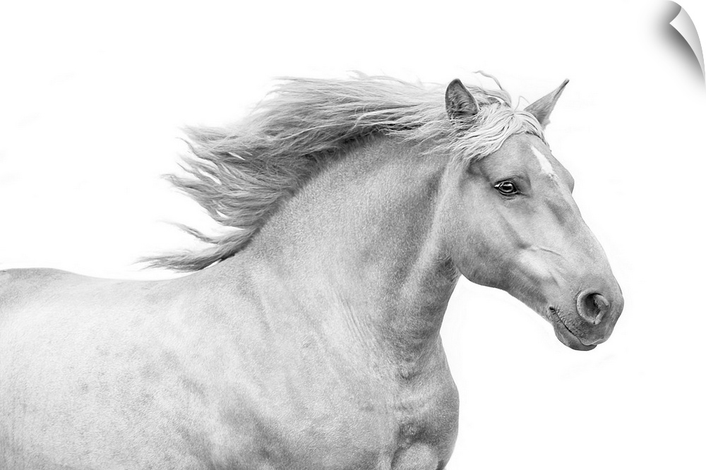 Medium shot photograph of a white stallion with a flowing mane against a white background.