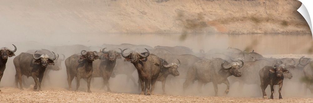 Panoramic photograph of herding buffalo surrounded by dust.