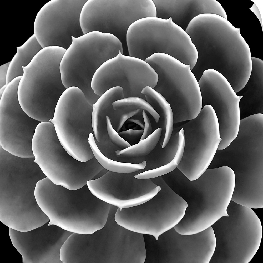 Square illustration of a black and white succulent.