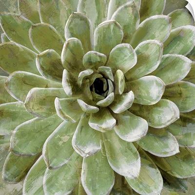 Succulent Verde II