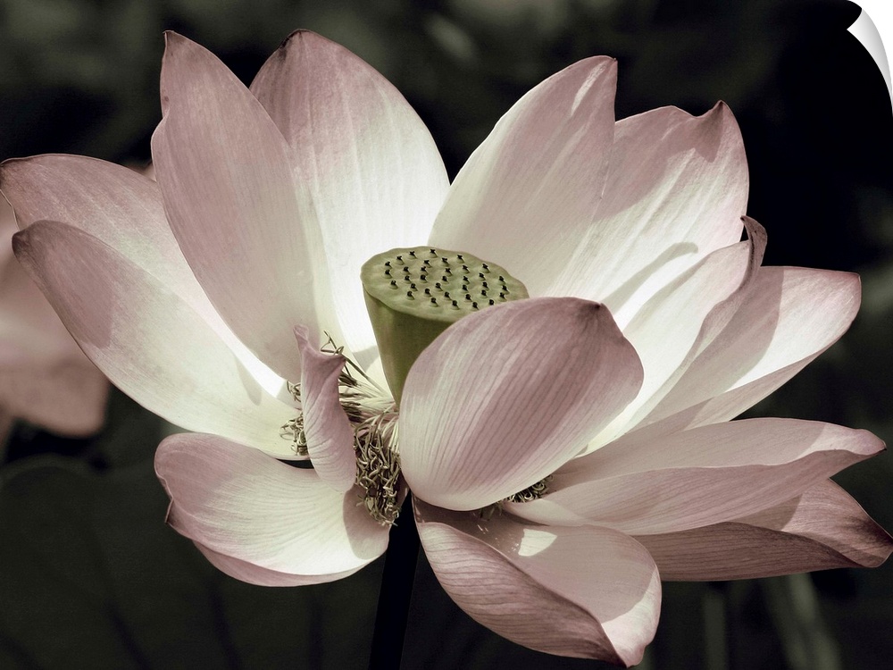 Close-up photograph of a lotus flower with muted pink, green, and white hues.